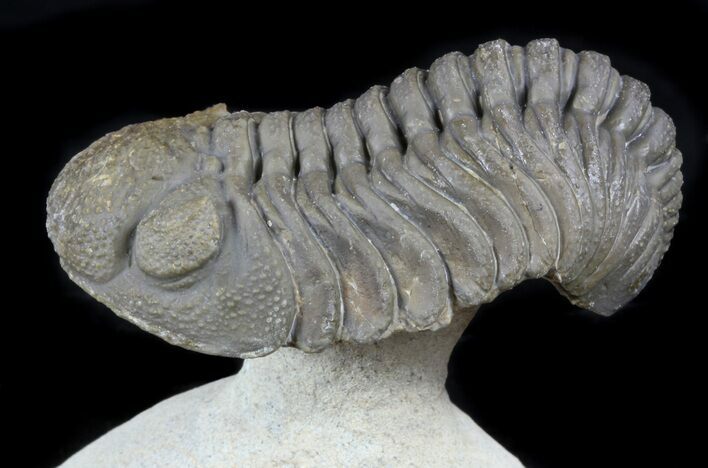 Morocops Trilobite On Pedastal of Limestone #56814